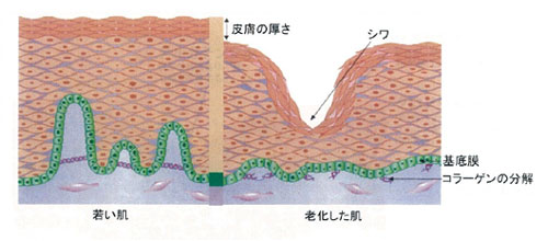 アンチエイジング