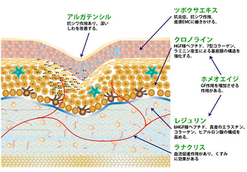 アンチエイジング