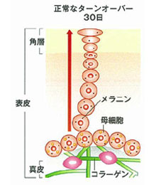 アンチエイジング