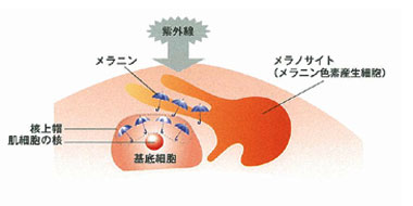 アンチエイジング