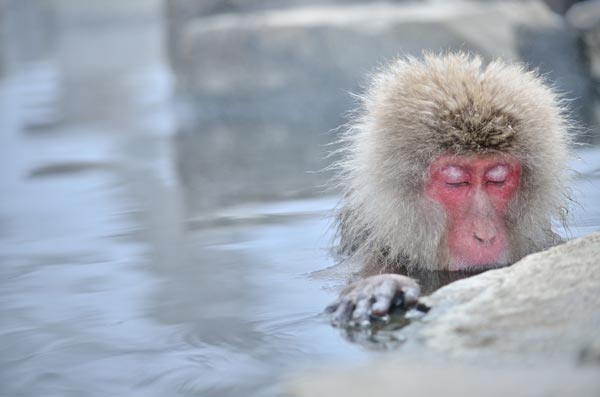 サルも温泉に入るとストレスが緩和