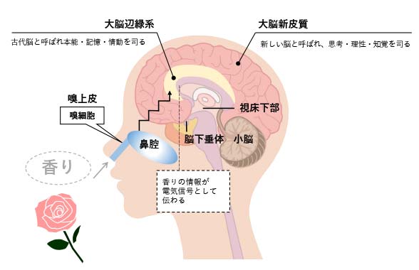 嗅覚図と表-改2-1