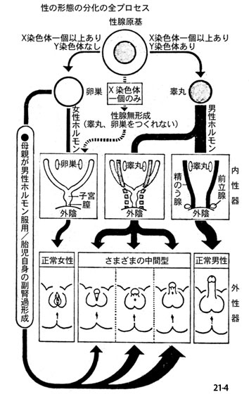 両性器 